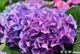 Hydrangea DSC_0227