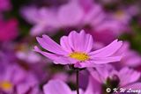 Cosmos DSC_0013