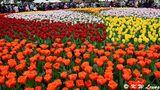 Tulips DSC_0123