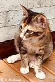 Cat IMG_4713
