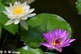Water Lily DSC_2345