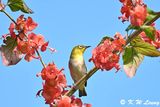 Japanese White-eye DSC_0448