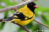 Black-hooded Oriole DSC_2272