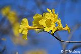 Yellow Pui DSC_2631