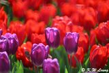 Tulip DSC_3237