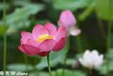 Lotus DSC_8919