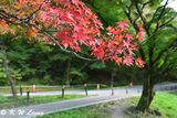 Maple leaves DSC_0980