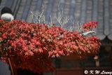 Maple leaves DSC_0795