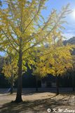 Ginkgo tree DSC_0800