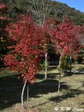 Maple trees DSC_0933