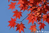 Maple leaves DSC_0846