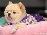 Puppy IMG_2328