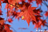 Maple leaves DSC_0845