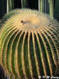 Cactus @ Cacti and Succulent Garden IMG_2837