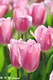 Tulips DSC_2812