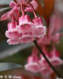 Enkianthus quinqueflorus DSC_2714