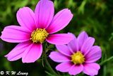 Cosmos DSC_3448