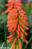 Torch Lily DSC_3437