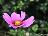 Cosmos DSC_3443