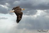 Bald-Eagle_10632.jpg