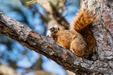 Fox-Squirrel_1179.jpg