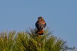 American-Kestrel_1116.jpg