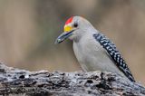Golden-fronted Woodpecker_7381.jpg
