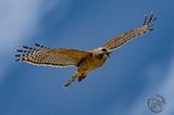 Red-shouldered Hawk_18576.jpg