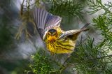 Cape May Warbler