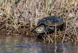 Diamondback Terrapin Turtle