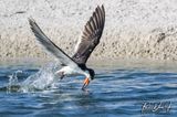 DI Black Skimmer