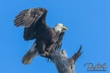 DI Bald Eagle