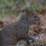 Gray Squirrel