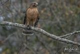 Red-shouldered Hawk