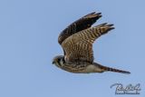 American Kestrel