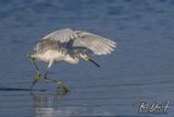 DI Snowy Egret