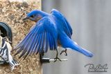 Eastern Bluebird