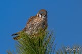 American Kestrel