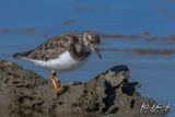 Ruddy Turnstone