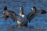 Ring-necked Duck