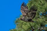 Juvenile Bald Eagle