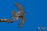 American Kestrel