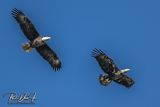 Bald Eagles