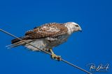 Red-tailed Hawk