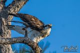 Osprey