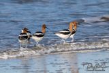 American Avocet