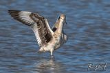 Willet
