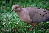 Mourning Dove