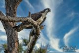 Osprey eating a speckle trout. 