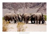 Namibia 2023 - Namib desert 42